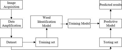 DenseNet weed recognition model combining local variance preprocessing and attention mechanism